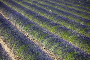 Valensole, Provence / Fransa - 23 Mayıs 2016: Valensole, Fransa 'da Lavanta tarlası manzarası, Provence-Alpes-Cote d' Azur, Alpes-de-Haute-Provence, Valensole
