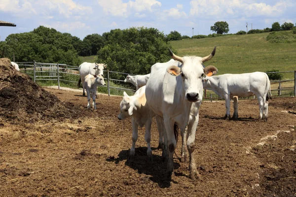 Soriano Nel Cimino Itália Maio 2016 Chianina Cow Soriano Nel — Fotografia de Stock