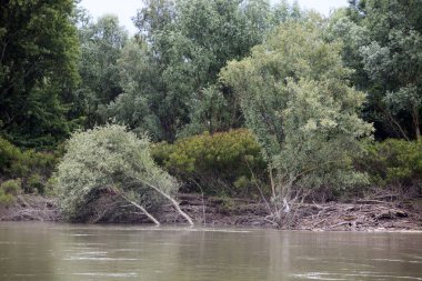 Mantova (MN), Italy - June 10, 2017: Po river view and landscape from a boat, Mantova, Lombardy, Italy