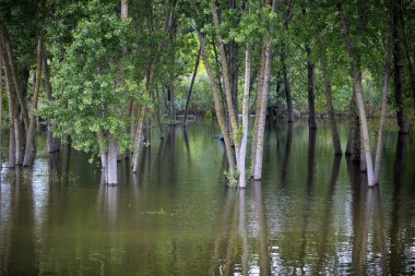 Mantova (MN), Italy - June 10, 2017: Po river view and landscape from a boat, Mantova, Lombardy, Italy