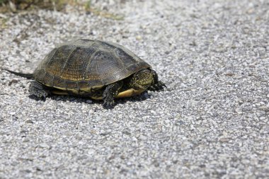Po river (FE),  Italy - April 30, 2017: A turtle near Po river, Delta Regional Park, Emilia Romagna, Italy