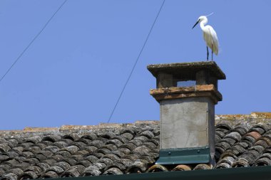 Comacchio (FE),  Italy - April 30, 2017: Egret on a chimney in Comacchio village, Delta Regional Park, Emilia Romagna, Italy