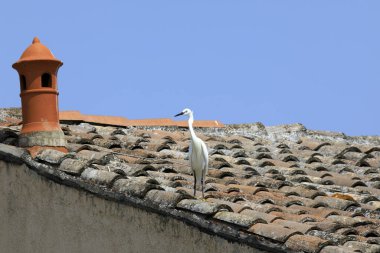 Comacchio (FE),  Italy - April 30, 2017: Egret on a roof in Comacchio village, Delta Regional Park, Emilia Romagna, Italy