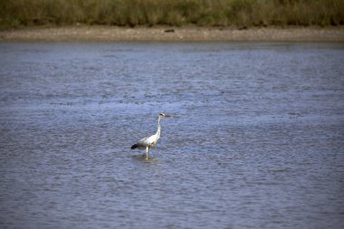 Po Nehri (Fe), İtalya - 30 Nisan 2017: Po Nehri yakınlarındaki tipik bir su balıkçıl kuşu, Delta Bölgesel Parkı, Emilia Romagna, İtalya