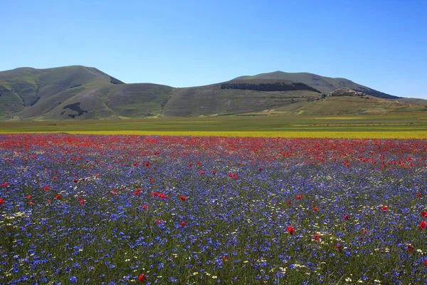 Norcia Olaszország 2015 Május Híres Tavaszi Virágzás Castelluccio Norcia Közelében — Stock Fotó