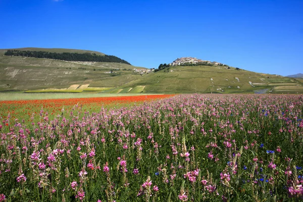 Norcia Italie Mai 2015 Célèbre Floraison Printanière Dans Les Champs — Photo