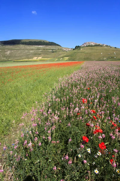 Norcia Italien Maj 2015 Den Berömda Våren Blommar Fälten Runt — Stockfoto