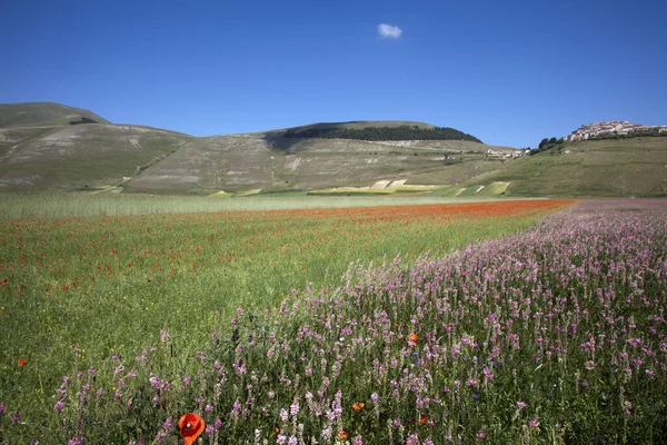 Norcia Italy May 2015 Famous Spring Flowering Fields Castelluccio Norcia — Stock Photo, Image