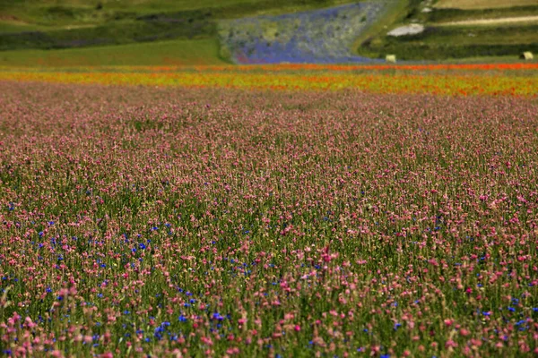 Norcia Włochy Maja 2015 Słynna Wiosna Kwitnąca Polach Wokół Castelluccio — Zdjęcie stockowe