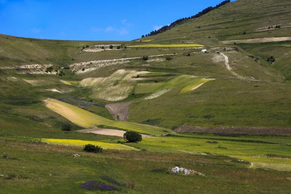 Norcia イタリア 2015年5月25日 カステルッチョ ノルシア ノルシア ウンブリア イタリア ヨーロッパの高地の周りの畑で有名な春の開花 — ストック写真