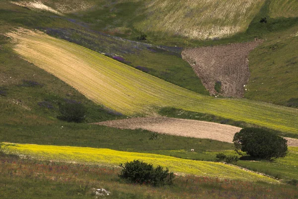 Norcia Ιταλία Μαΐου 2015 Περίφημη Ανοιξιάτικη Ανθοφορία Στους Αγρούς Γύρω — Φωτογραφία Αρχείου