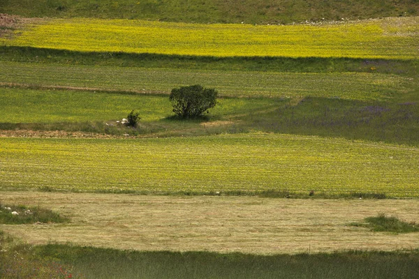 Norcia Ιταλία Μαΐου 2015 Περίφημη Ανοιξιάτικη Ανθοφορία Στους Αγρούς Γύρω — Φωτογραφία Αρχείου