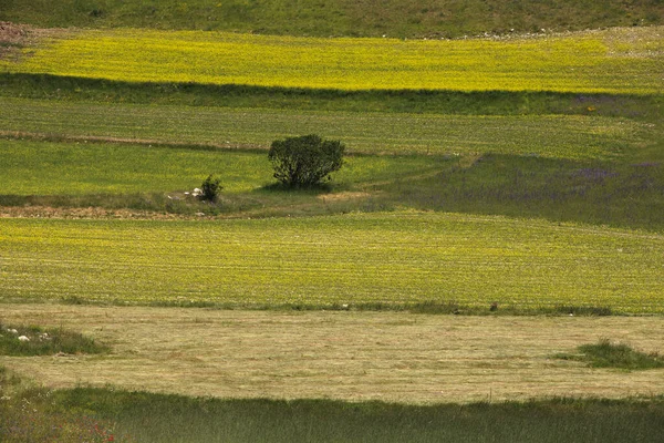 Norcia Włochy Maja 2015 Słynna Wiosna Kwitnąca Polach Wokół Castelluccio — Zdjęcie stockowe