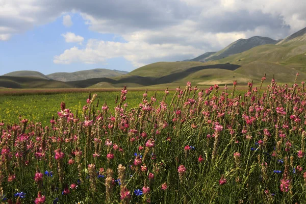 Norcia 이탈리아 2015 Castelluccio Norcia Highland Castelluccio Norcia Norcia Umbria — 스톡 사진