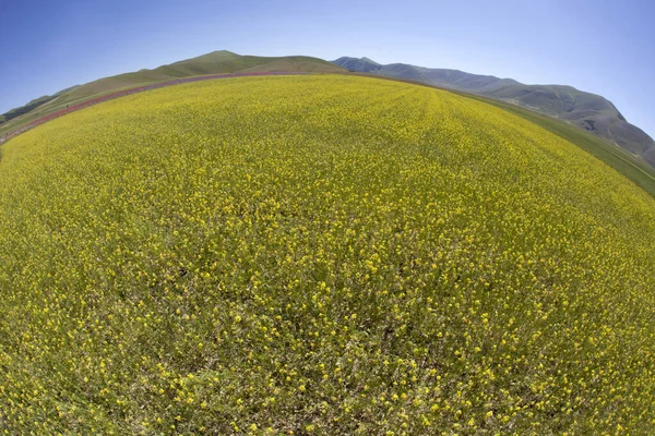 Norcia Italien Maj 2015 Den Berömda Våren Blommar Fälten Runt — Stockfoto