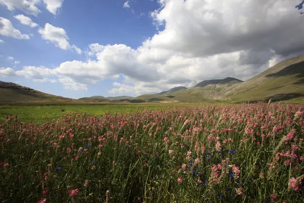 Norcia Itália Maio 2015 Famosa Floração Primavera Nos Campos Redor — Fotografia de Stock