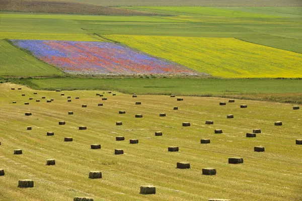 Norcia Italia Mayo 2015 Famosa Floración Primavera Los Campos Alrededor —  Fotos de Stock