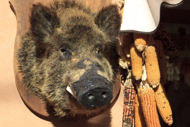 Norcia (Pg), İtalya - 25 Mayıs 2015: Norcia, Umbria, İtalya, Avrupa 'daki bir dükkanın önünde Yaban Domuzu Sineması