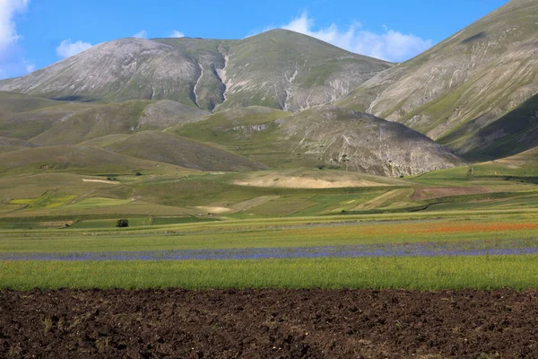 Norcia Italien Maj 2015 Fälten Runt Castelluccio Norcia Highland Castelluccio — Stockfoto