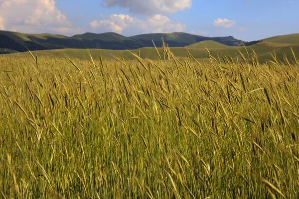 Norcia Italien Maj 2015 Fälten Runt Castelluccio Norcia Highland Castelluccio — Stockfoto