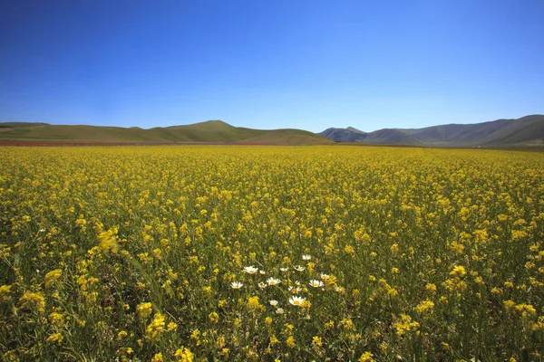 Norcia Italien Maj 2015 Den Berömda Våren Blommar Fälten Runt — Stockfoto