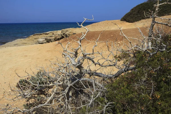 Alyko Beach Naxos Greece August 2014 Alyko Beach View Naxos — Stock Photo, Image