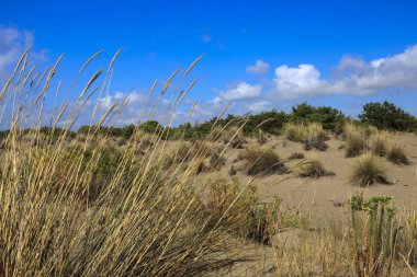 Alberese (Gr), İtalya - 10 Haziran 2017: Uccellina Doğal Rezerv, Alberese, Grosseto, Toskana, İtalya, Avrupa