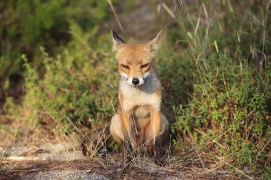 Alberese (GR), Italy - June 10, 2017: A fox in Uccellina Natural Reserve, Alberese, Grosseto, Tuscany, Italy, Europe