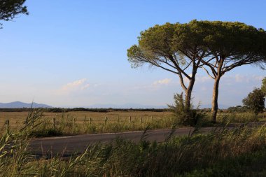 Alberese (Gr), İtalya - 10 Haziran 2017: Uccellina Doğal Rezerv arazisi, Alberese, Grosseto, Toskana, İtalya, Avrupa
