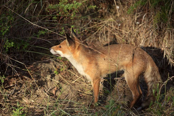 Alberese Italie Juin 2017 Renard Dans Réserve Naturelle Uccellina Alberese — Photo