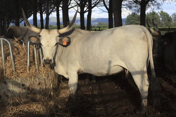 Alberese Italie Juin 2017 Une Vache Campagne Dans Réserve Naturelle — Photo