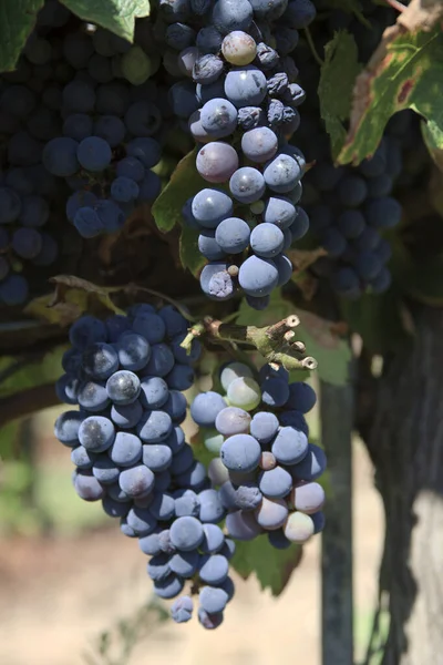 Scansano Italy June 2017 Morellino Scansano Vineyards Wine Grapes Growing — Stock Photo, Image