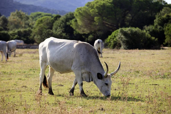 Alberese Italie Juin 2017 Vache Chianina Dans Réserve Naturelle Uccellina — Photo