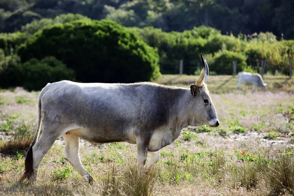 Alberese Itália Junho 2017 Vaca Chianina Reserva Natural Uccellina Alberese — Fotografia de Stock