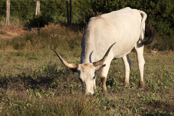 Alberese Itália Junho 2017 Vaca Chianina Reserva Natural Uccellina Alberese — Fotografia de Stock