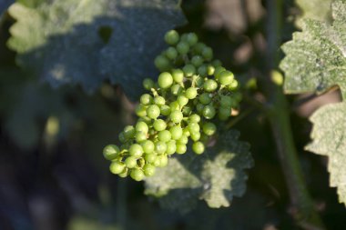 San Gimignano (SI), Italy - April 10, 2017: Vernaccia vineyards, wine grapes growing in San Gimignano, Tuscany, Italy