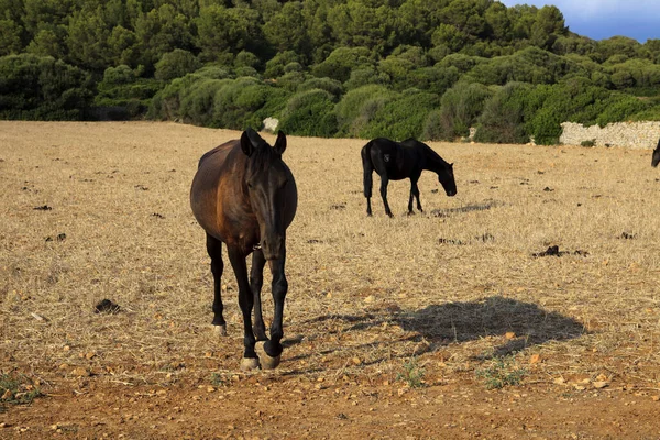 Migjorn Gran Menorca Spain June 2016 Horses Field Migjorn Gran — Stock Fotó