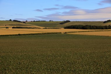 Avebury (İngiltere), Uk - 05 Ağustos 2015: Avebury, Wiltshire, İngiltere yakınlarındaki alanlar.