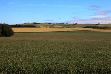 Avebury (İngiltere), Uk - 05 Ağustos 2015: Avebury, Wiltshire, İngiltere yakınlarındaki alanlar.