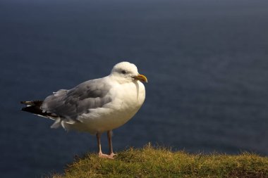 Tintagel (England), UK - August 10, 2015: A gull, Tintagel, Cornwall, United Kingdom.