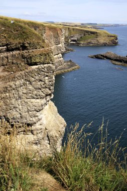 Crawton Bay (Scotland), UK - August 01, 2018: Cliff view at Crawton Bay, Scotland, Highlands, United Kingdom