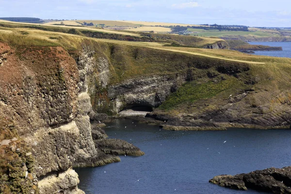 Crawton Bay Écosse Royaume Uni Août 2018 Vue Sur Falaise — Photo