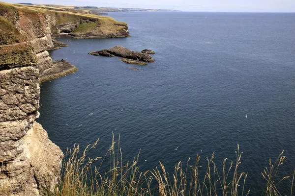 Crawton Bay Escocia Reino Unido Agosto 2018 Vista Del Acantilado —  Fotos de Stock