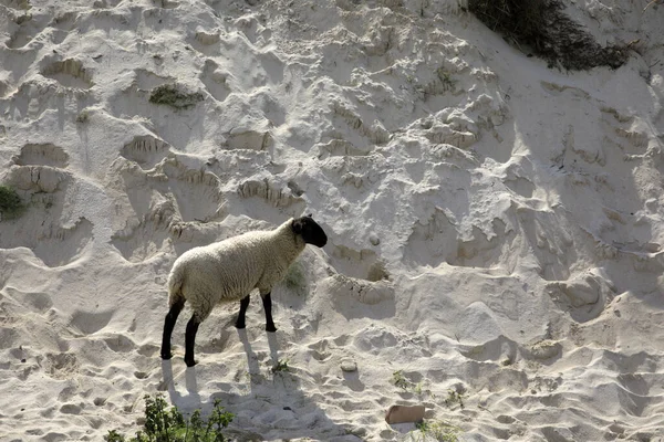 Duncansby Écosse Royaume Uni Août 2018 Mouton Près Tête Duncansby — Photo