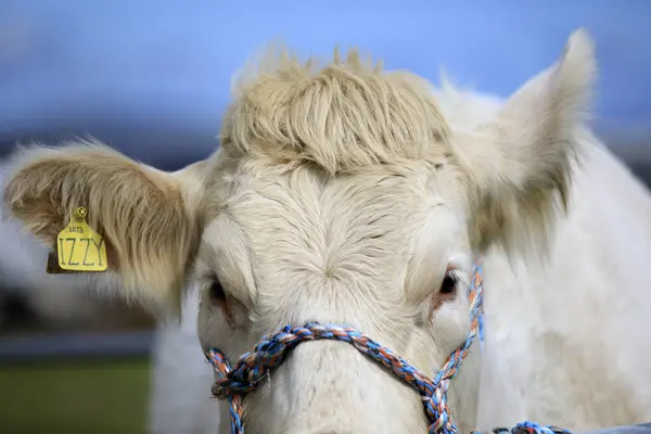 Orkney Escócia Reino Unido Agosto 2018 Uma Vaca Shows Agrícolas — Fotografia de Stock