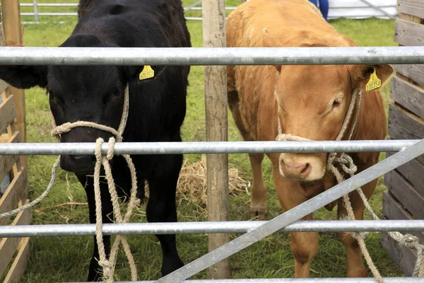 Orkney Escócia Reino Unido Agosto 2018 Uma Vaca Shows Agrícolas — Fotografia de Stock