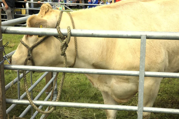Orkney Escócia Reino Unido Agosto 2018 Uma Vaca Shows Agrícolas — Fotografia de Stock