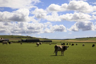 Yesnaby - Orkney (Scotland), UK - August 07, 2018: The landscape near Yesnaby cliffs area, Stromnessr, Orkney, Scotland, Highlands, United Kingdom 