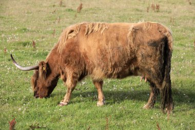 Orkney (İskoçya), Uk - 09 Ağustos 2018: İskoçya, İskoçya, Birleşik Krallık