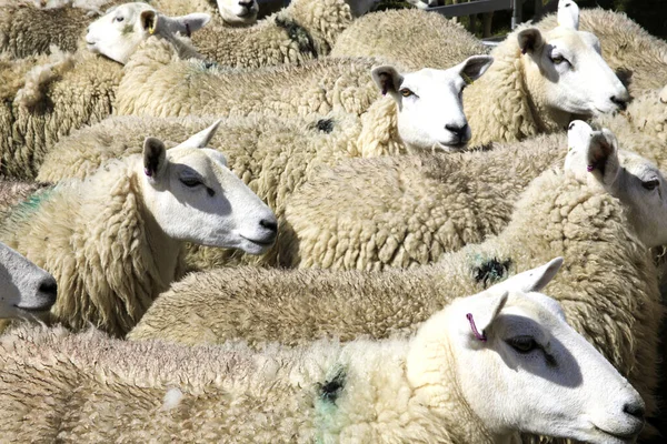 Orcades Écosse Royaume Uni Août 2018 Moutons Aux Foires Agricoles — Photo